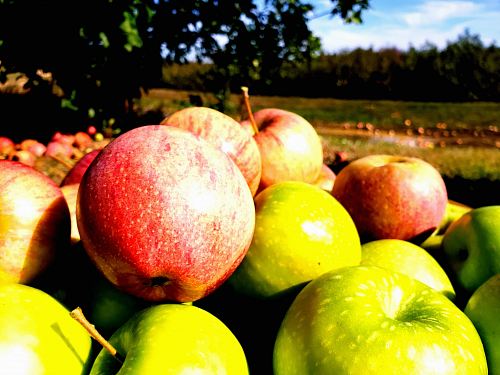 red and green apples