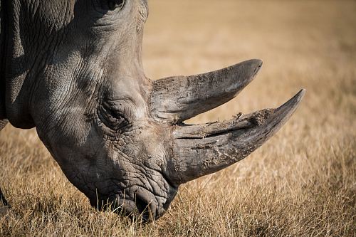 rhinoceros eating grass