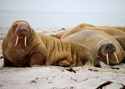 sea lion on seashore during daytime