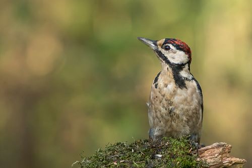 selective focus photography of bird