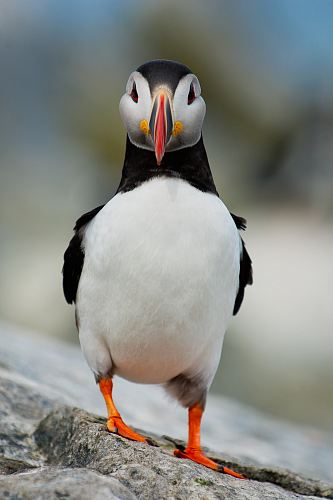 selective focus photography of black and white puffin bird