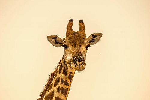 selective focus photography of giraffe