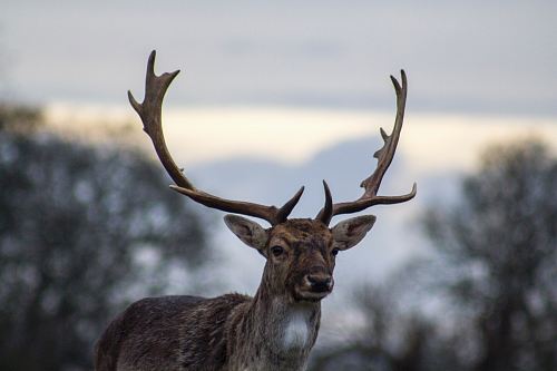 shadow depth of field photography of deer