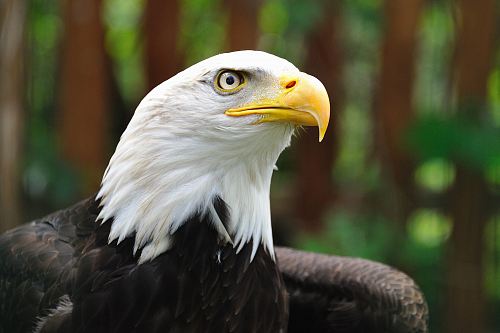 shallow focus photography of bald eagle