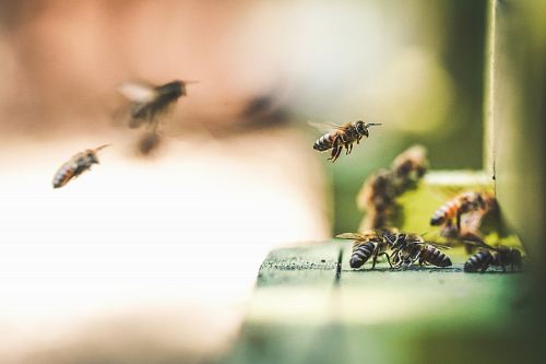shallow focus photography of bees flew in mid air