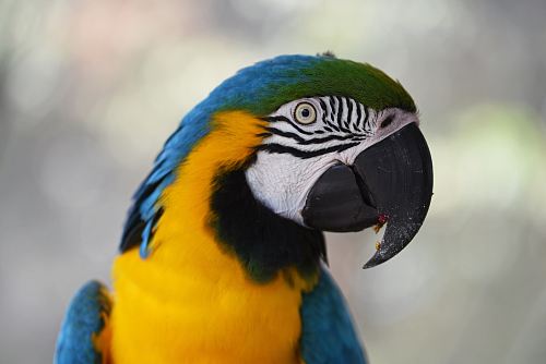 shallow focus photography of blue-and-yellow macaw