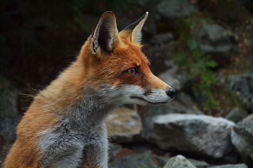 shallow focus photography of fox
