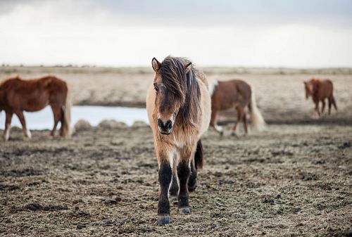 shallow focus photography of horse
