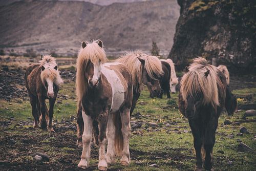 shallow focus photography of horses