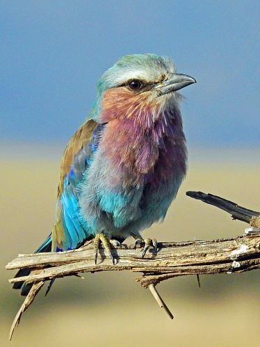 shallow focus photography of multi colored bird