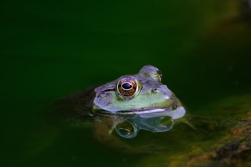 shallow focus photography of purple frog