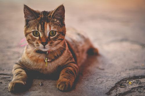 silver tabby cat