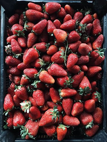 strawberry lot on black plastic crate