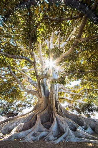 sun light passing through green leafed tree
