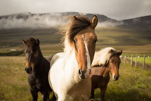 three assorted-color horses running away from a mountain