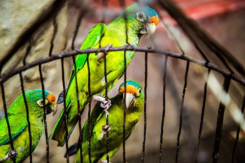 three green parakeets inside on black cage