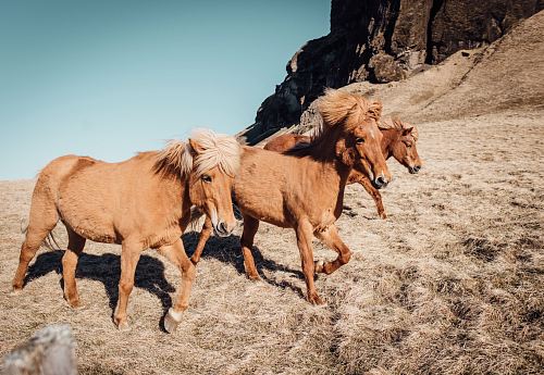 three tan running horses near rocky mountain during daytime
