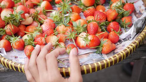 tray of strawberries