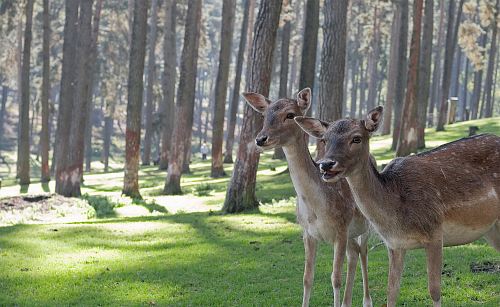 two brown deers in woods