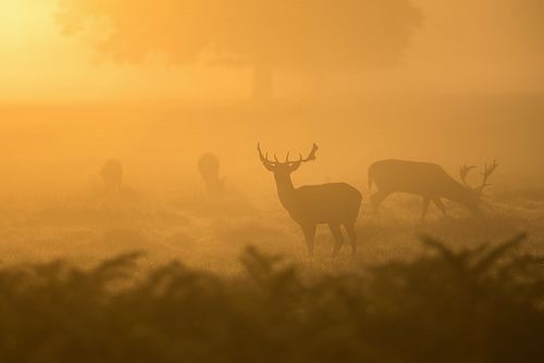 two deers silhouettes