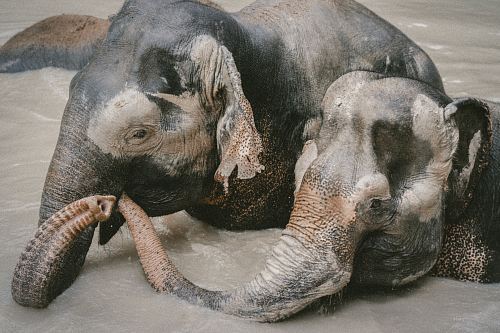 two elephant on body of water