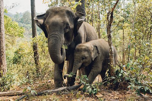 two elephants near trees