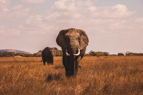 two elephants walking on grass covered ground