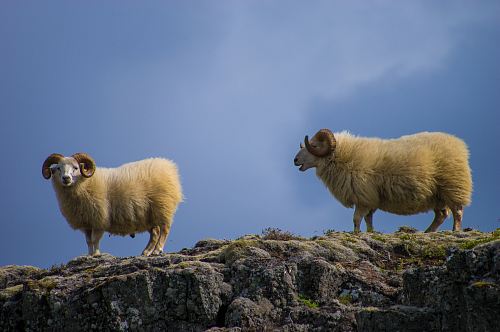 two mountain goats