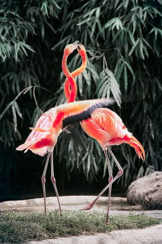 two pink flamingos on green grass during daytime