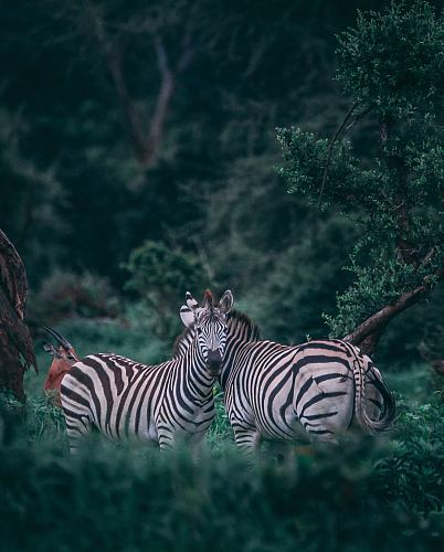 two zebras on grass field