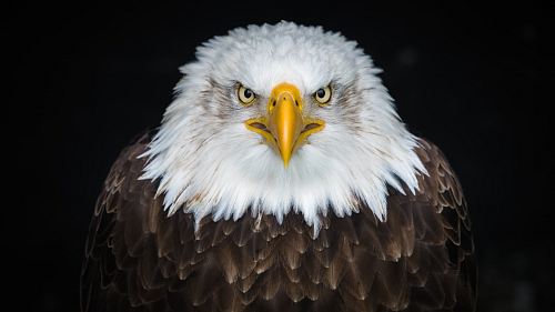 white and brown eagle