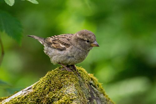 wildlife photography of brown hummingbird