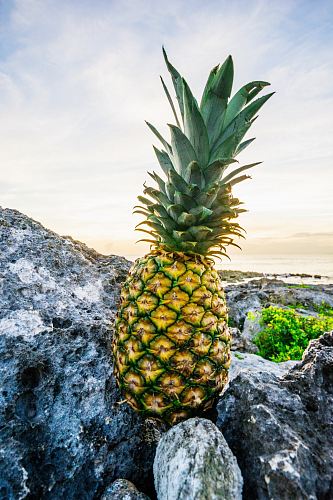 yellow pineapple fruit on grey stones