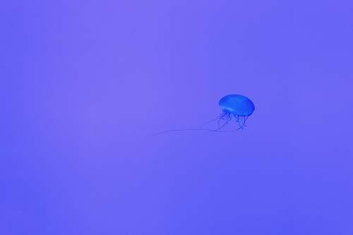 blue jelly fish 