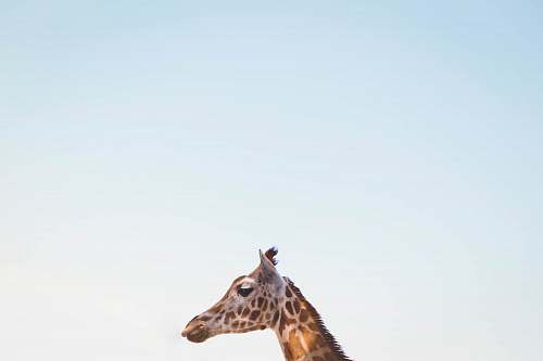 giraffe photo of giraffe wallpaper