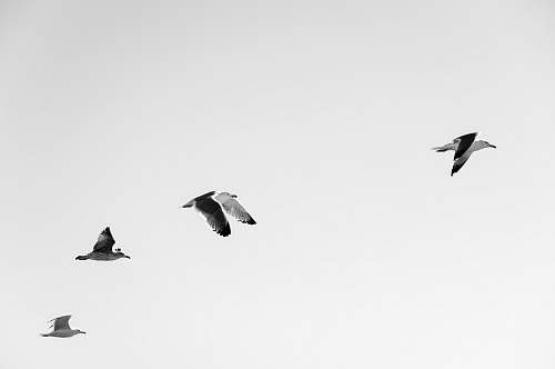 bird four white-and-black seagulls flying at daytime seagull