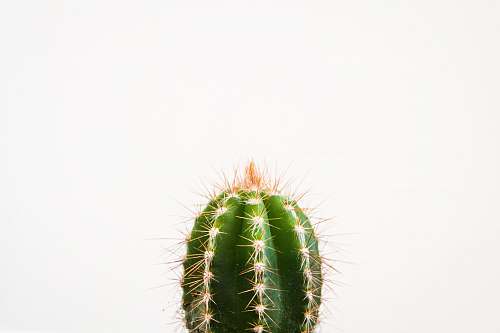 plant closeup photo of cactus against white background flora