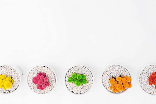 plant five assorted-color plants white