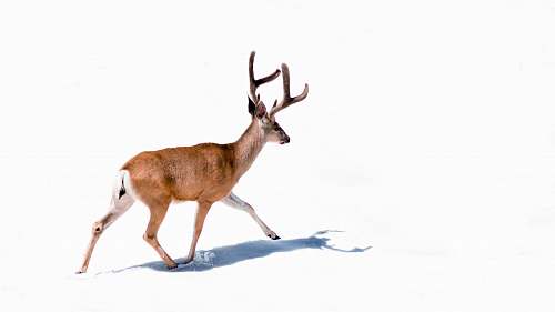animal brown deer on white background deer