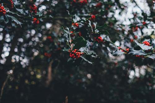 holiday close up photography of round red fruit nature