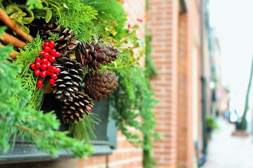 plant close view of pinecones on green plants on window still boston