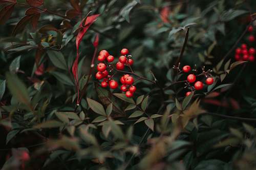 plant closeup photo of red cherries vase