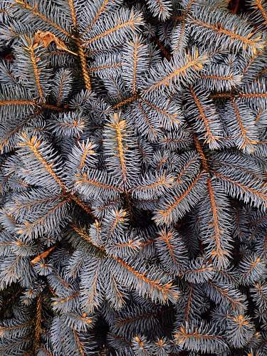 winter fill the frame photograph of grey pine tree leaves nature