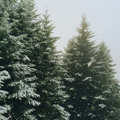 tree green pine trees during winter fir