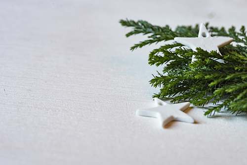 green green plant on white surface start