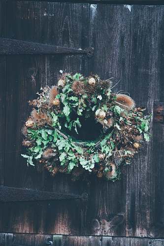 plant hanging green and brown floral wreath flora