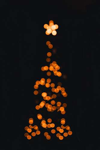 food orange bokeh photography plant