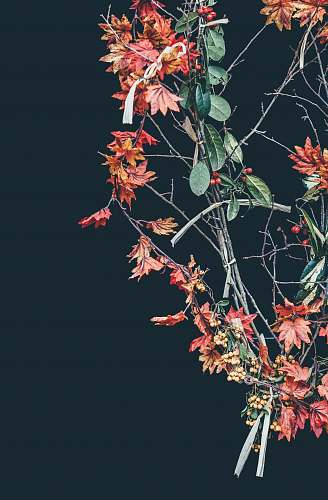 flora red and green leafed plant flower