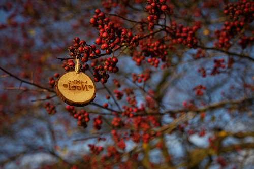 berry round brown Noel hanging decor at red fruits tree
