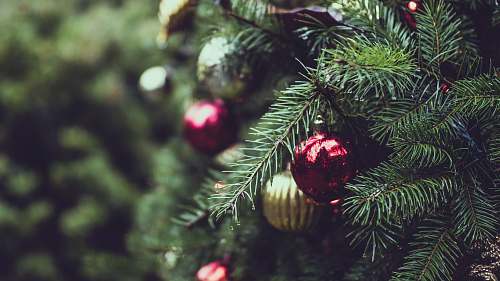 tree selective focus photograph of red and gold Christmas bauble balls christmas tree
